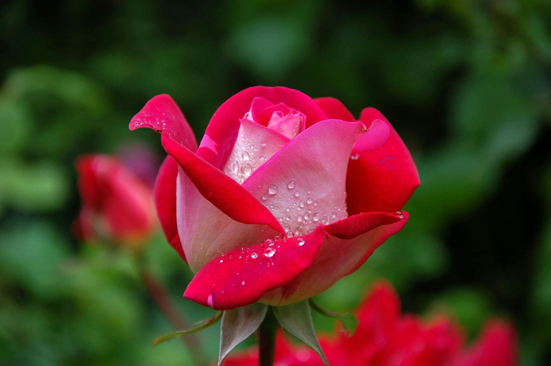Originele bloemenfoto
