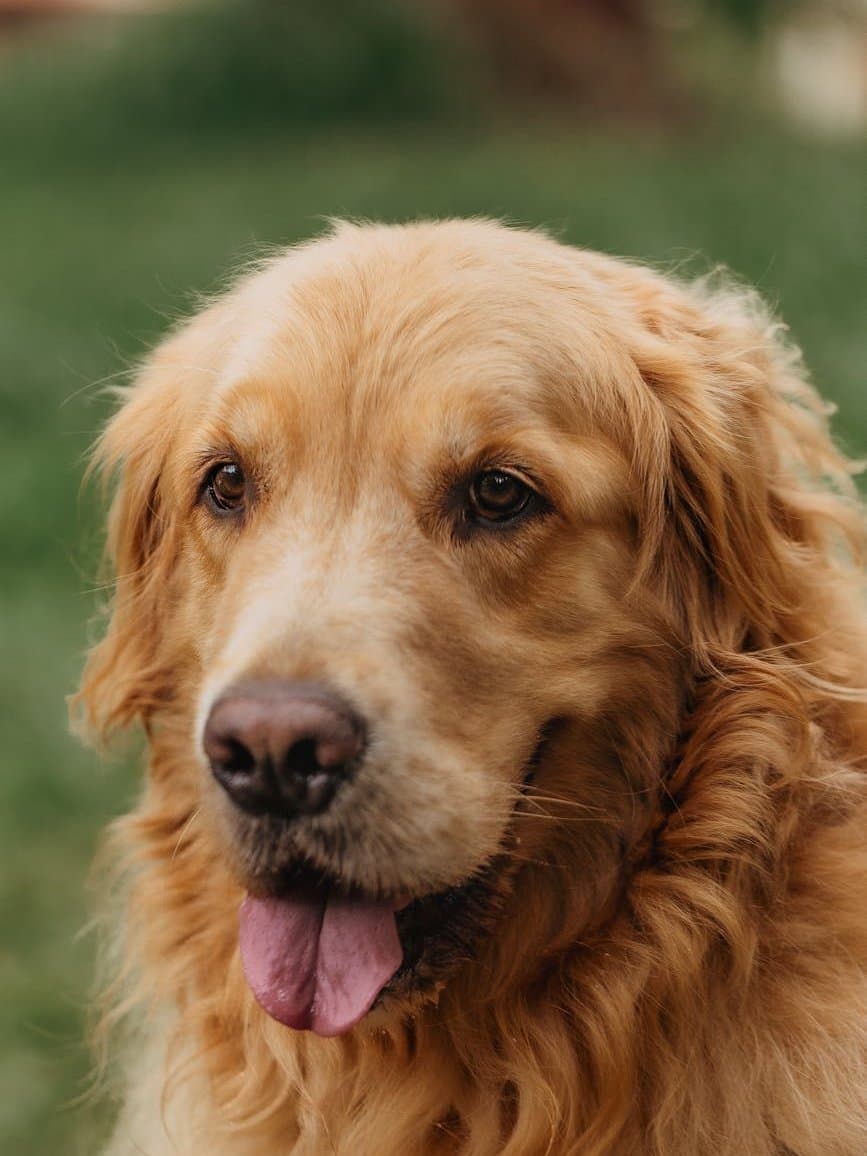 Originele foto — gouden retriever