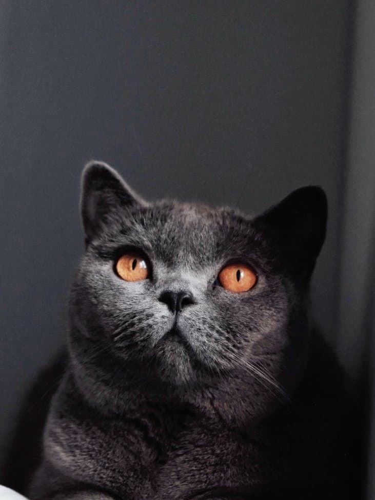 Originele foto — Britse korthaar kat
