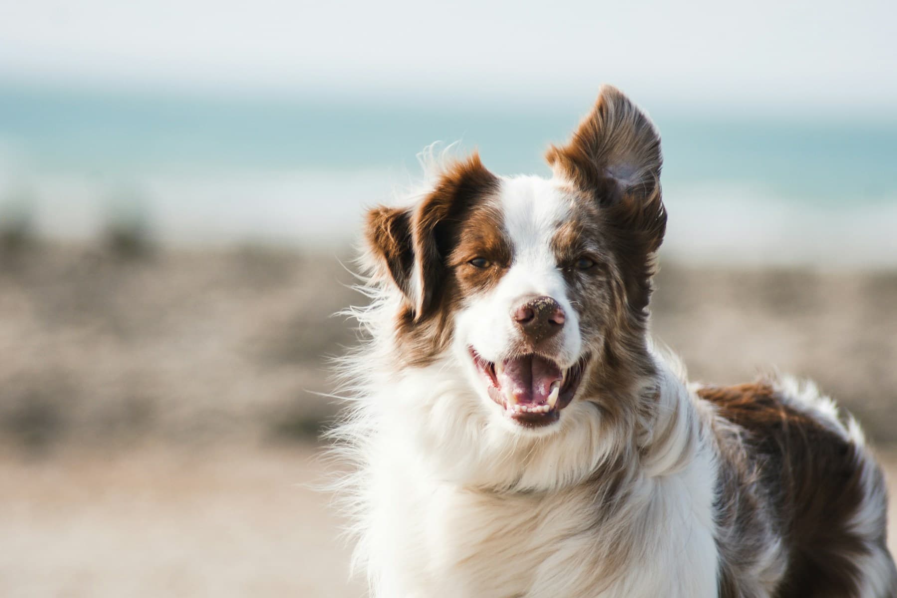 Originele huisdierfoto hond