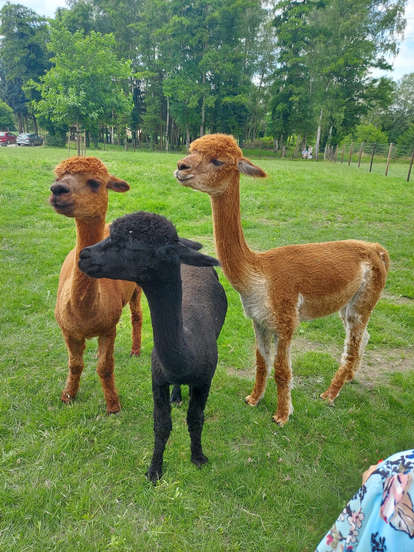 Originele huisdierfoto